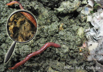 Redworms in a Composting Bin