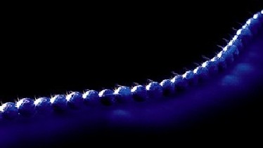 Indigo Therapeutic Necklace